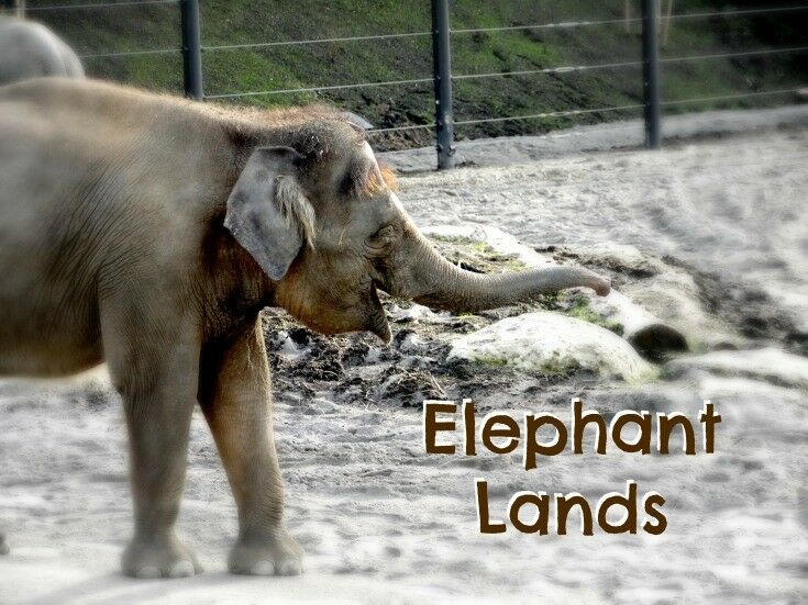 Portland Zoo Elephants, 1980.