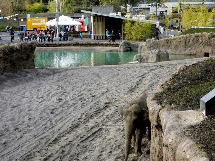 Elephant Lands at the Portland Zoo | The Good Hearted Woman