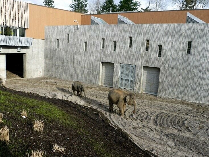 Elephant Lands at the Portland Zoo | The Good Hearted Woman