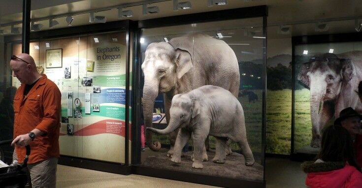 Elephant Lands at the Portland Zoo | The Good Hearted Woman