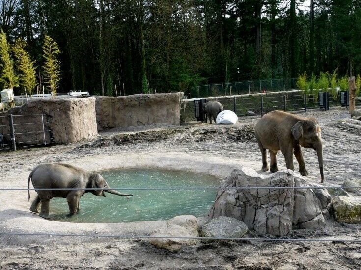 Elepant Lands at the Portland Zoo | The Good Hearted Woman