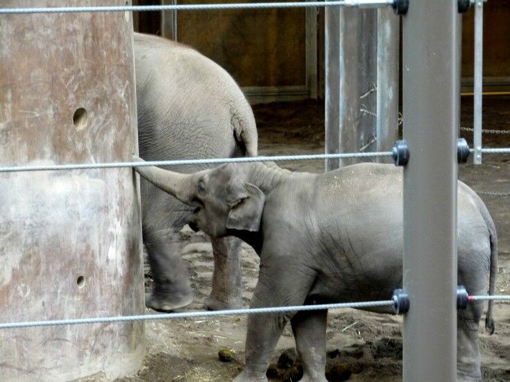 Elepant Lands at the Portland Zoo | The Good Hearted Woman