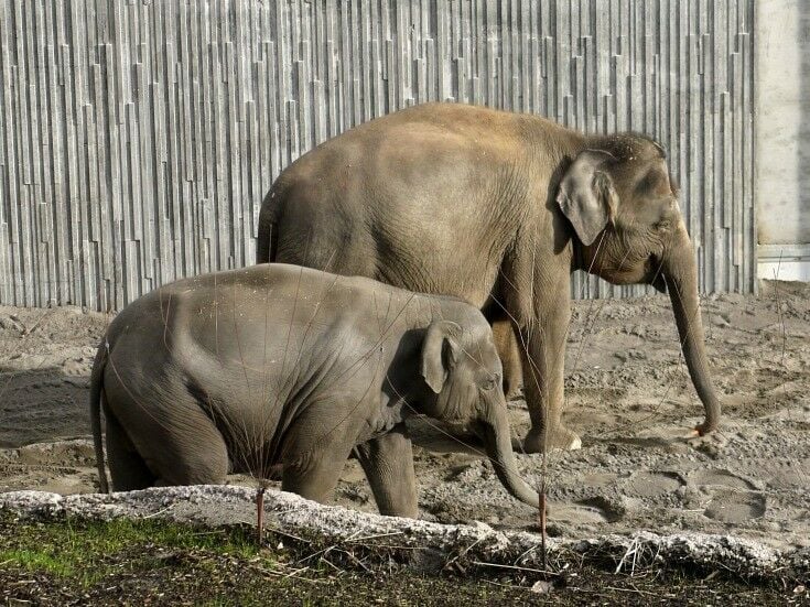 Elepant Lands at the Portland Zoo | The Good Hearted Woman