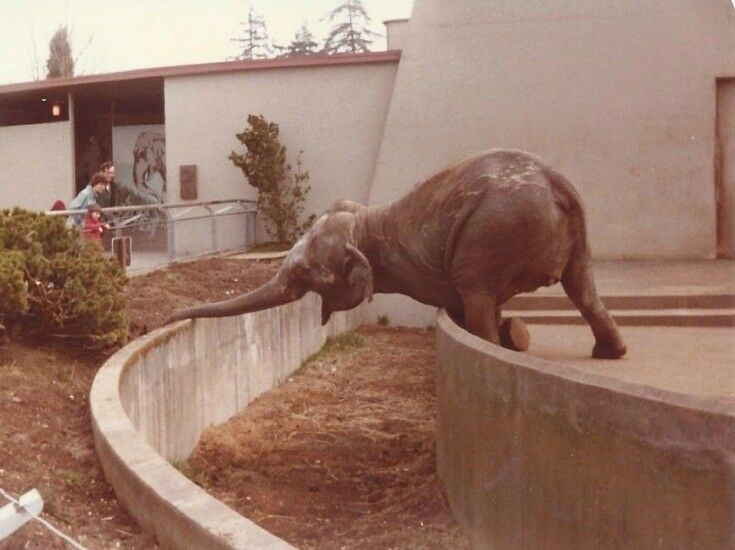 Portland Zoo Elephants, 1980.