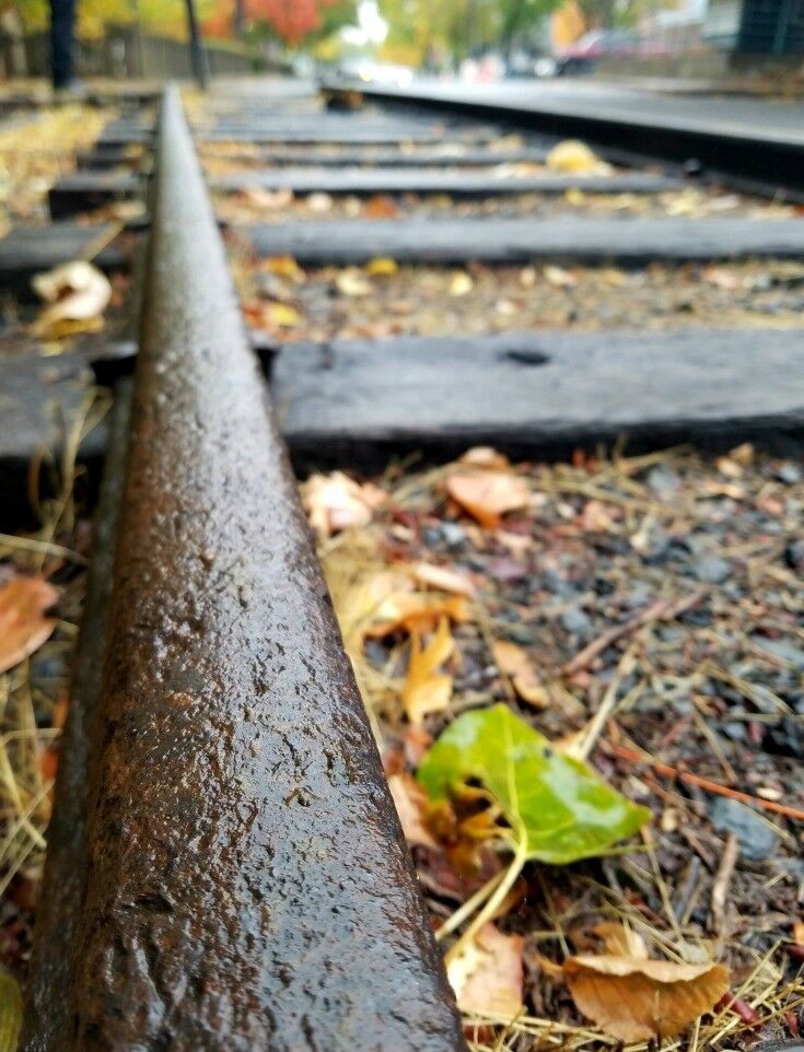 Old train tracks with fall leaves all around. 