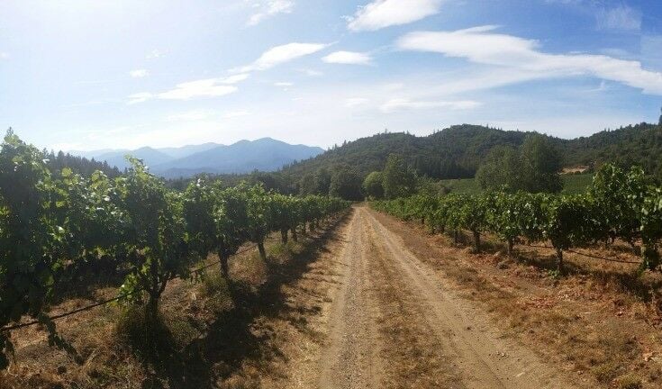 Applegate Valley shot down a vineyard row. 