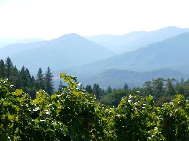 Landscape over top of grape vines at Wooldridge Creek Winery