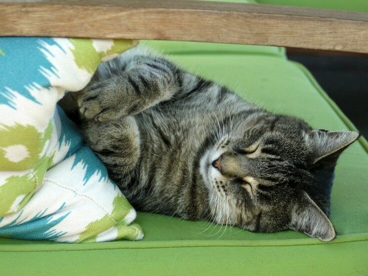 Tabby cat napping in the sun. 