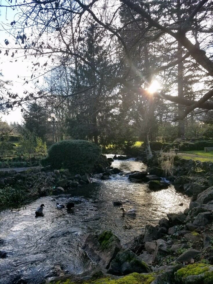 Ducks - Columbia River Gorge Getaway - Hood River Oregon | The Good Hearted Woman