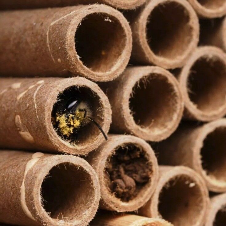 Mason Bees in Tubes - Raising Mason Bees {Photo Credit: BeSpoke Bee Supply} | The Good Hearted Woman