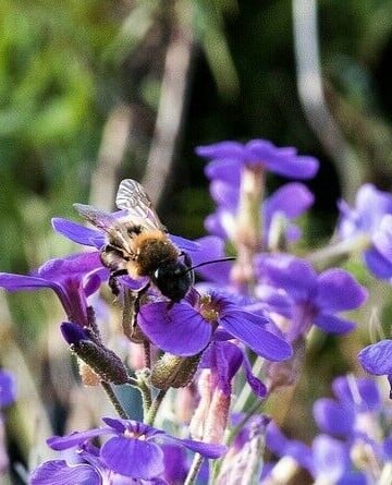 Mason Bee with Purple Flowers - Raising Mason Bees | The Good Hearted Woman