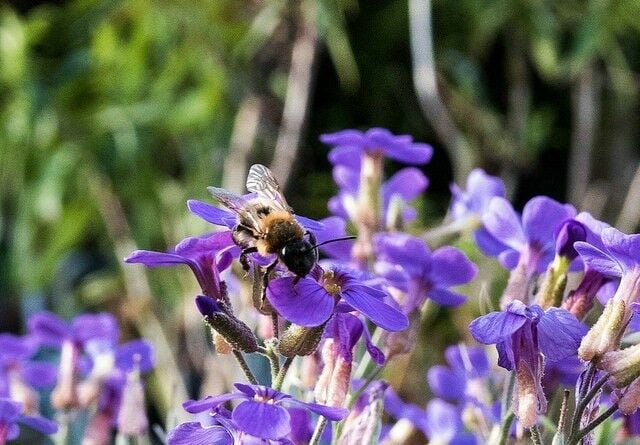 Mason Bee with Purple Flowers - Raising Mason Bees | The Good Hearted Woman