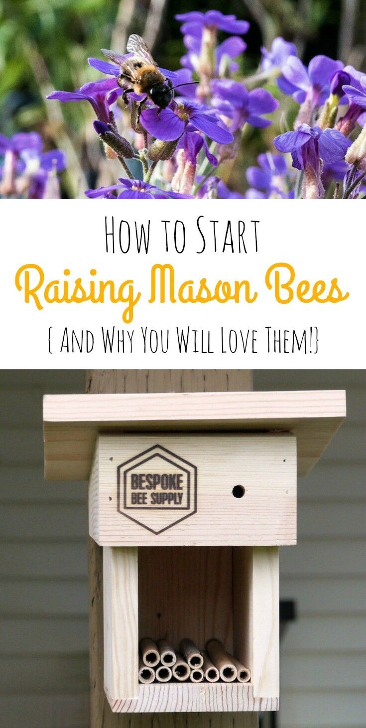 Are You a Backyard Gardener? Have you heard about Mason Bees? These little non-stinging, super-pollinating bees are one of the best kept secrets of the gardening world! Exceptionally easy to raise, Mason Bees are ultra-gentle uber-pollinators that will improve the health and well-being of your flowers, fruit crops, and garden.| The Good Hearted Woman