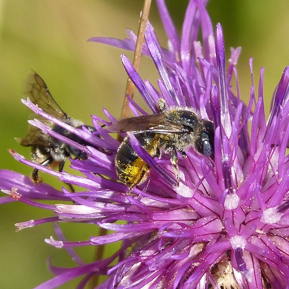 Mason bee in a fushia colored flower. Pollen on his legs.