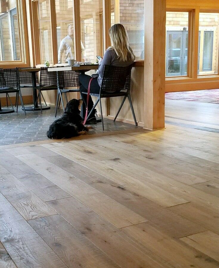 Woman sitting in a chair looking at her phone with a large dog laying at her feet. 