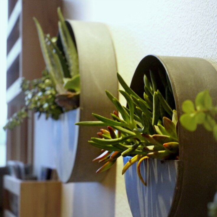 Close-up of wall-mounted succulents. 