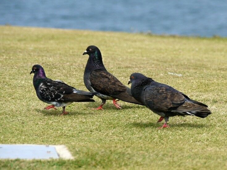 Pigeons on the grass