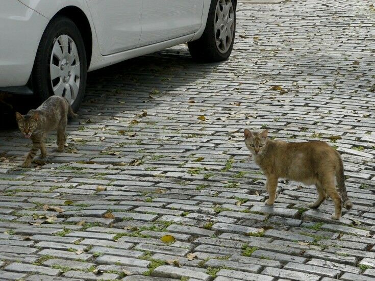 Two thin cats on a cobblestone street. 