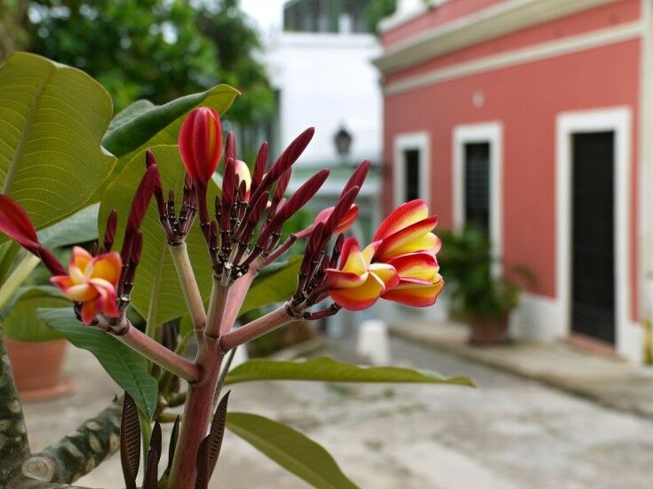 Close-up of plumeria flowers. 