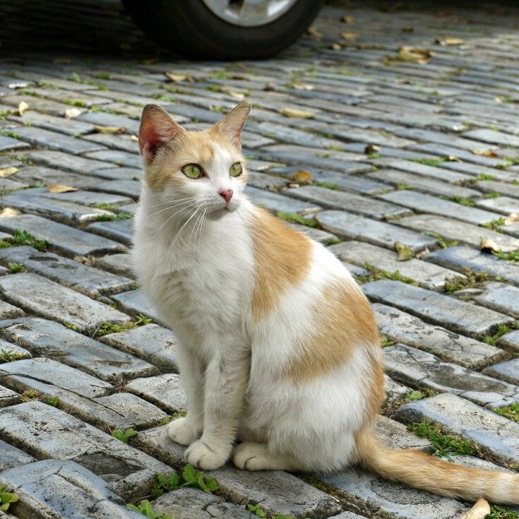 White and orange cat sitting calmly on a cobblestone street. 