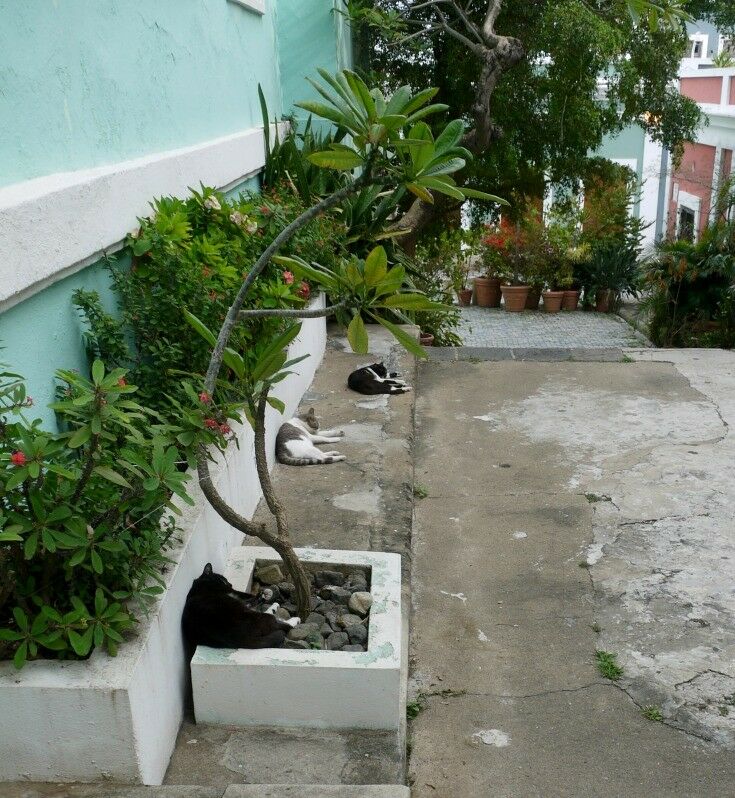 Cats lined up and sleeping on a curb near a plater box. 