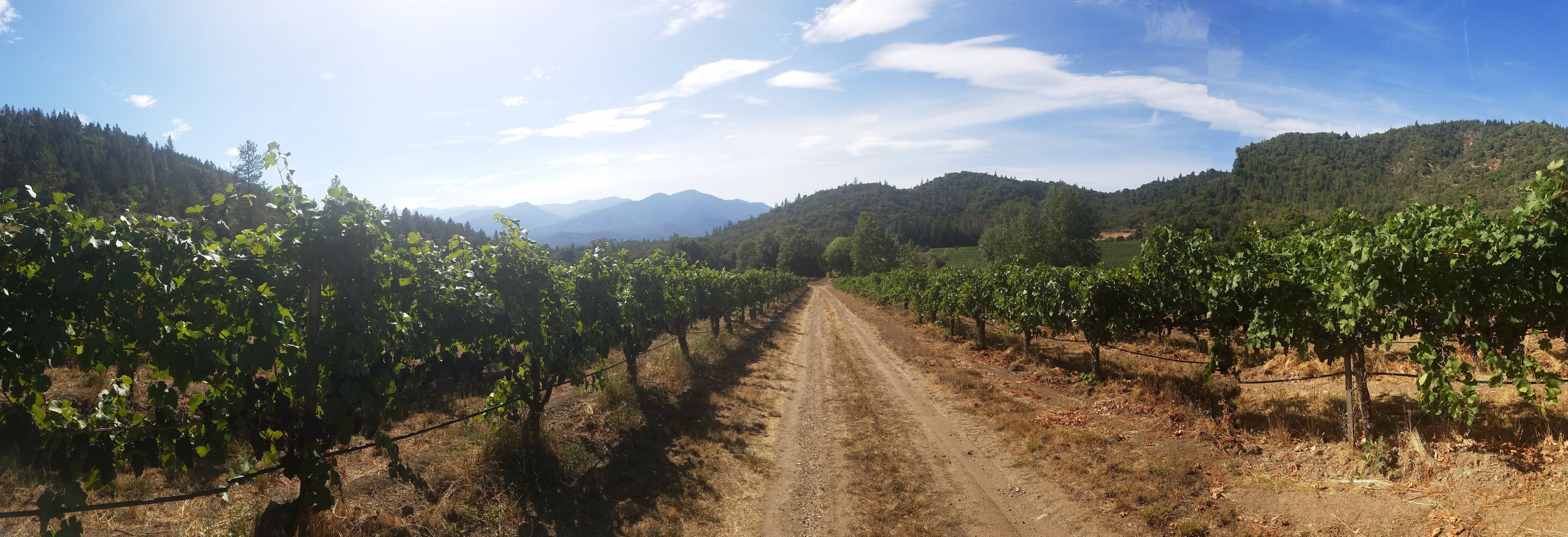 Troon Vineyard: Applegate Valley Wine Trail {Southern Oregon Travel} | The Good Hearted Woman