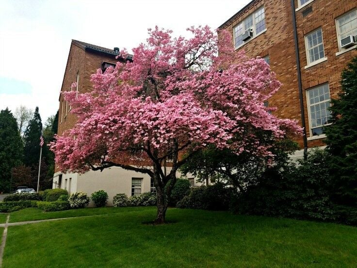 Stunning dogwood outside the venue at Marylhurst University 2018 