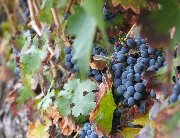 Red Lily Vineyards - grapes on vines