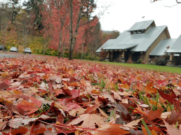 Fall leaves on ground with Red Lily Vineyards in the background