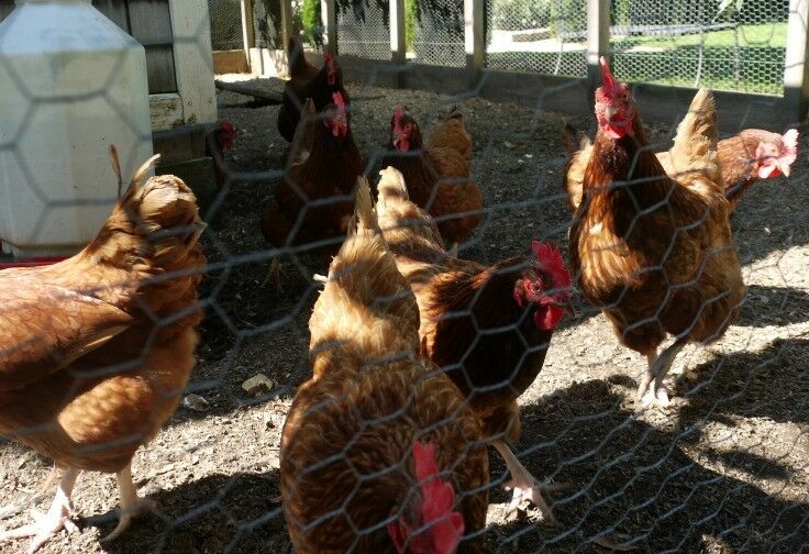 Troon Vineyard - flock of chickens