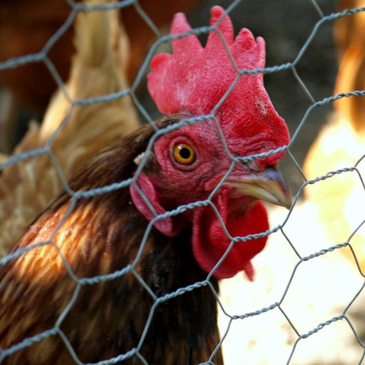 Troon Vineyard - close-up of chicken thru chicken wire