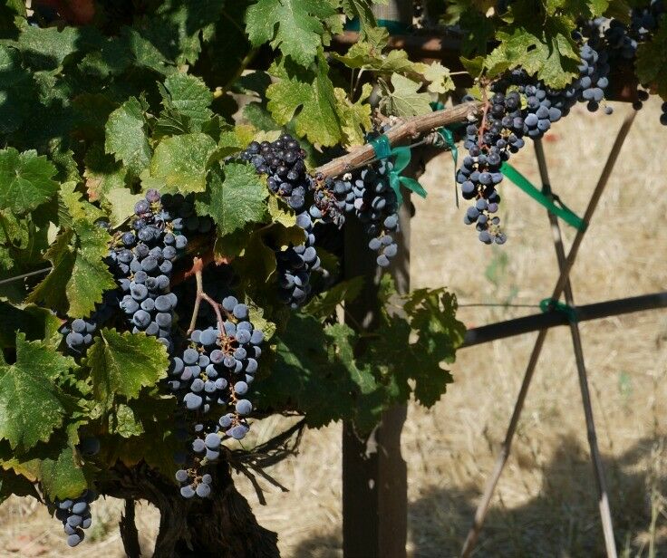 Purple grapes on the vine. 