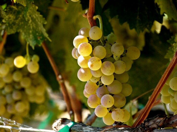 White grapes on the vine. 