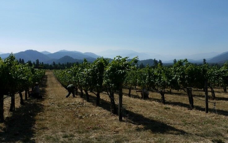 Landscape of vineyard at Troon Vineyard