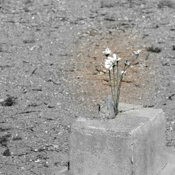 A few stalks of small white flowers stuck into a cement block. 