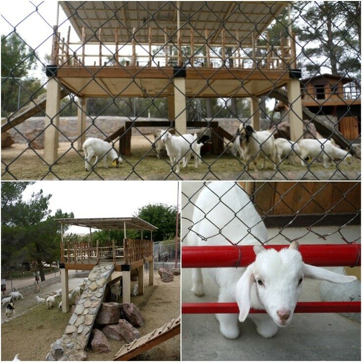 Goats at the petting area at Cattleman's Steakhouse at Indian Cliffs Ranch, El Paso, Texas.