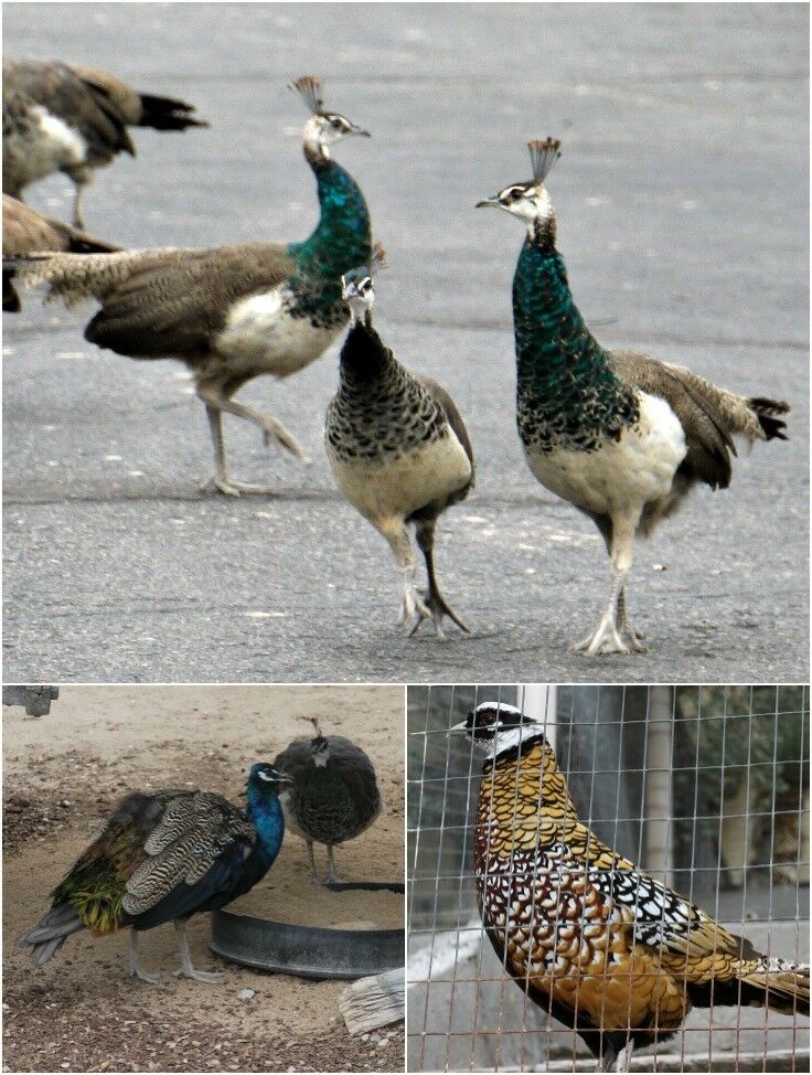 Collage of birds (peacocks and others) outside Cattleman's Steakhouse.