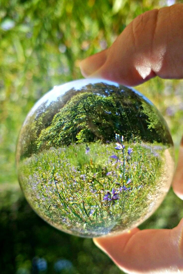 Short, easy, family-friendly wildflower hike - Camassia Nature Preserve {West Linn, Oregon} | The Good Hearted Woman