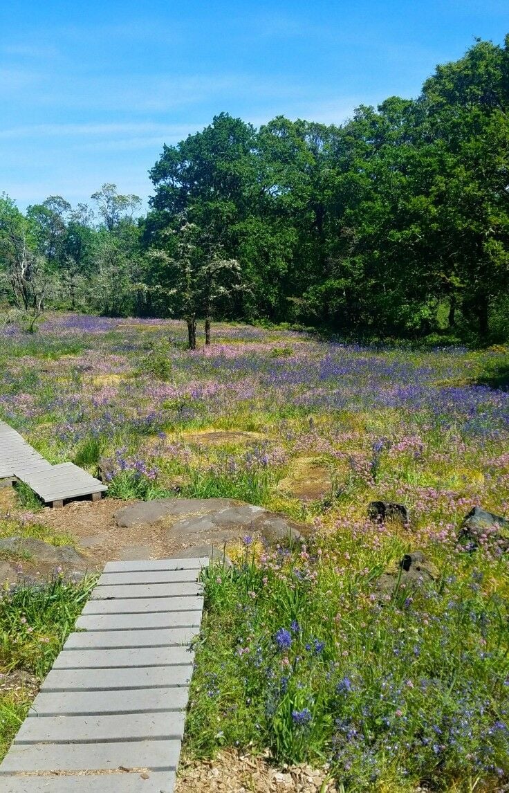 Short, easy, family-friendly wildflower hike - Camassia Nature Preserve {West Linn, Oregon} | The Good Hearted Woman