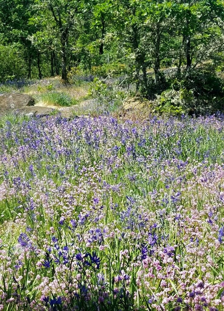Short, easy, family-friendly wildflower hike - Camassia Nature Preserve {West Linn, Oregon} | The Good Hearted Woman