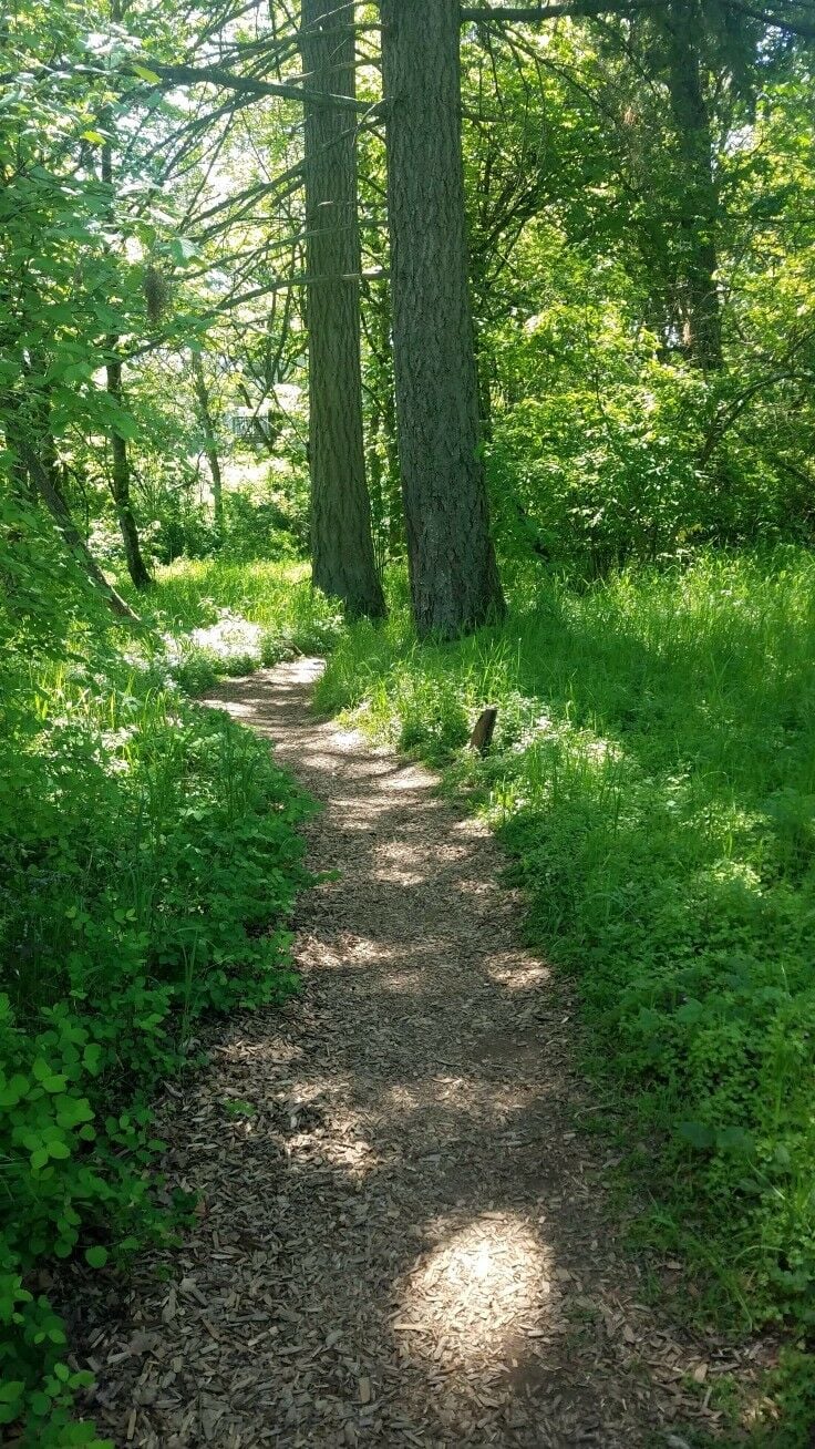 Short, easy, family-friendly wildflower hike - Camassia Nature Preserve {West Linn, Oregon} | The Good Hearted Woman