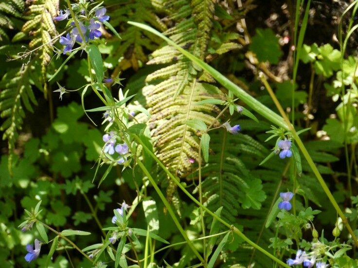 Short, easy, family-friendly wildflower hike - Camassia Nature Preserve {West Linn, Oregon} | The Good Hearted Woman