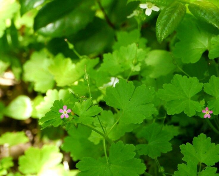 Short, easy, family-friendly wildflower hike - Camassia Nature Preserve {West Linn, Oregon} | The Good Hearted Woman