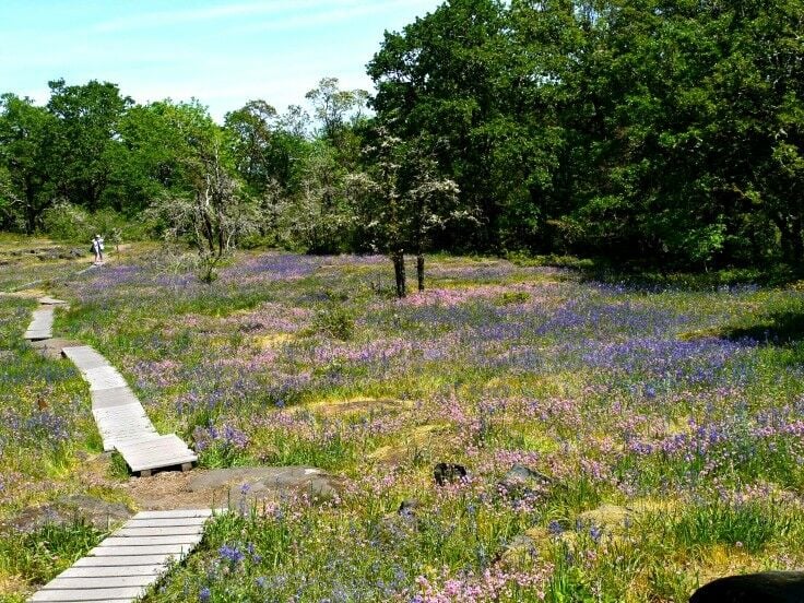 Short, easy, family-friendly wildflower hike - Camassia Nature Preserve {West Linn, Oregon} | The Good Hearted Woman