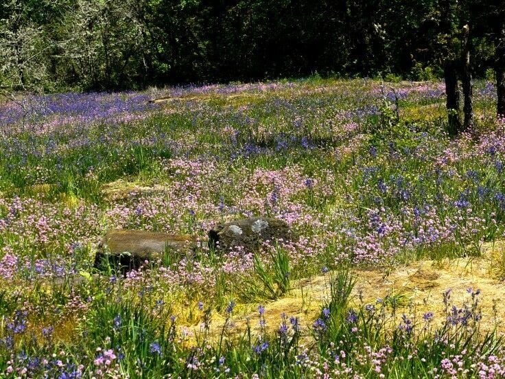 Short, easy, family-friendly wildflower hike - Camassia Nature Preserve {West Linn, Oregon} | The Good Hearted Woman