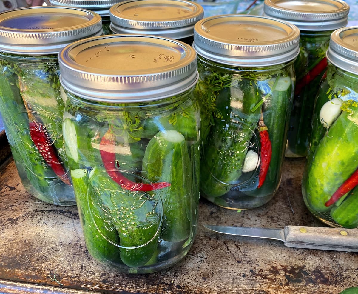 Packed pickles jars, ready to process in water bath.
