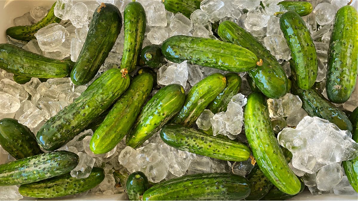 fresh cucumbers on ice. 