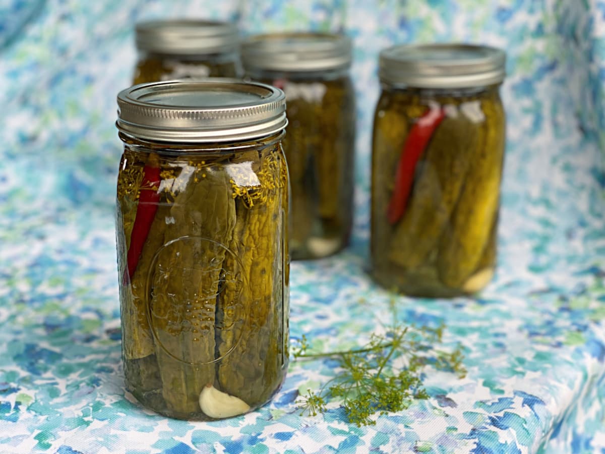 Four mason jars filled with processed dill pickles. 