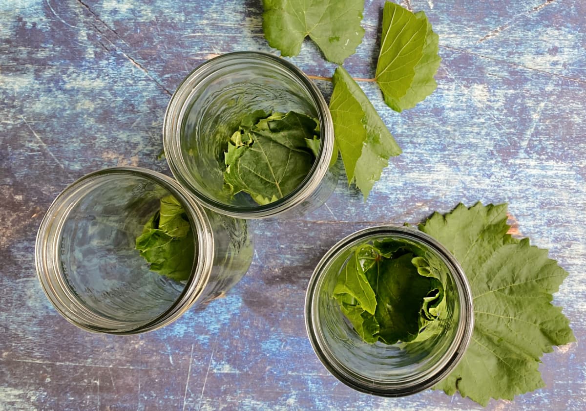 Grape leaves lining the bottom of three 24-ounce canning jars.