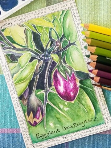 Watercolor and pencil drawing of baby eggplants on the vine.